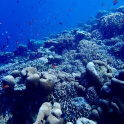 How the Indo-Australian Archipelago became a biodiversity hotspot
